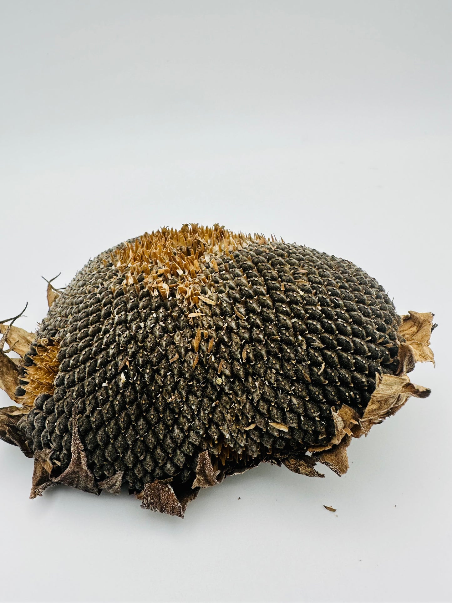 Sunflower head with seeds (large)
