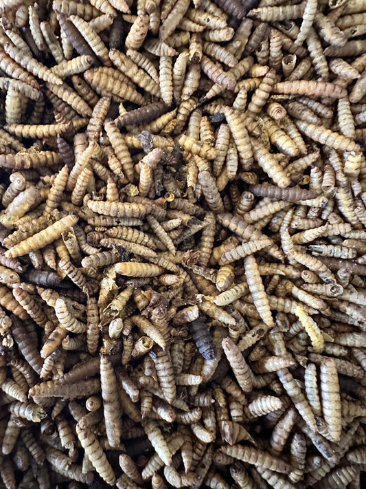 Dried Black Fly Larvae