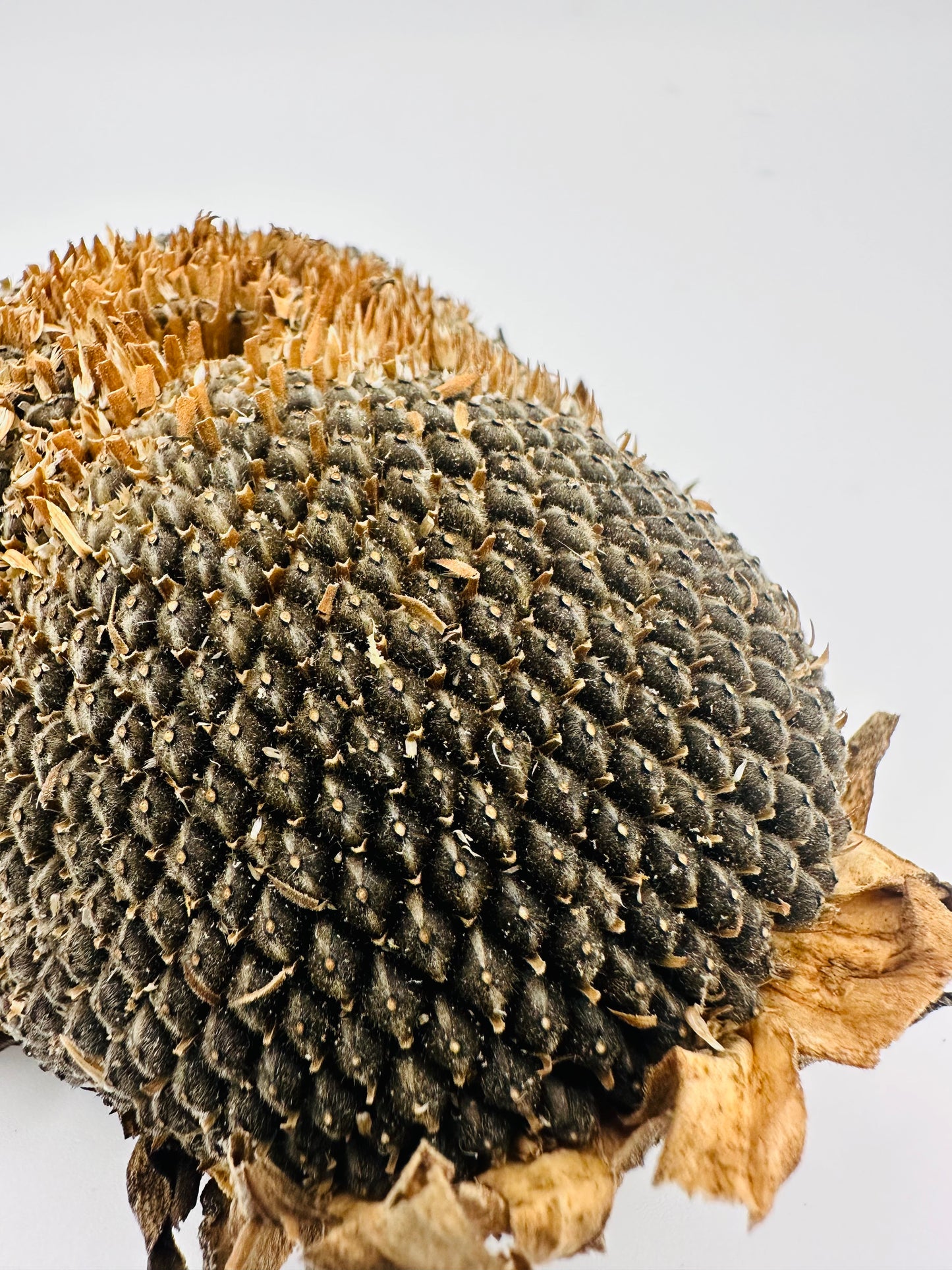 Sunflower head with seeds (large)