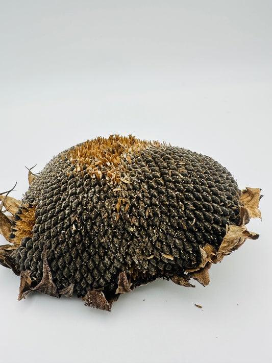 Sunflower head with seeds (large)