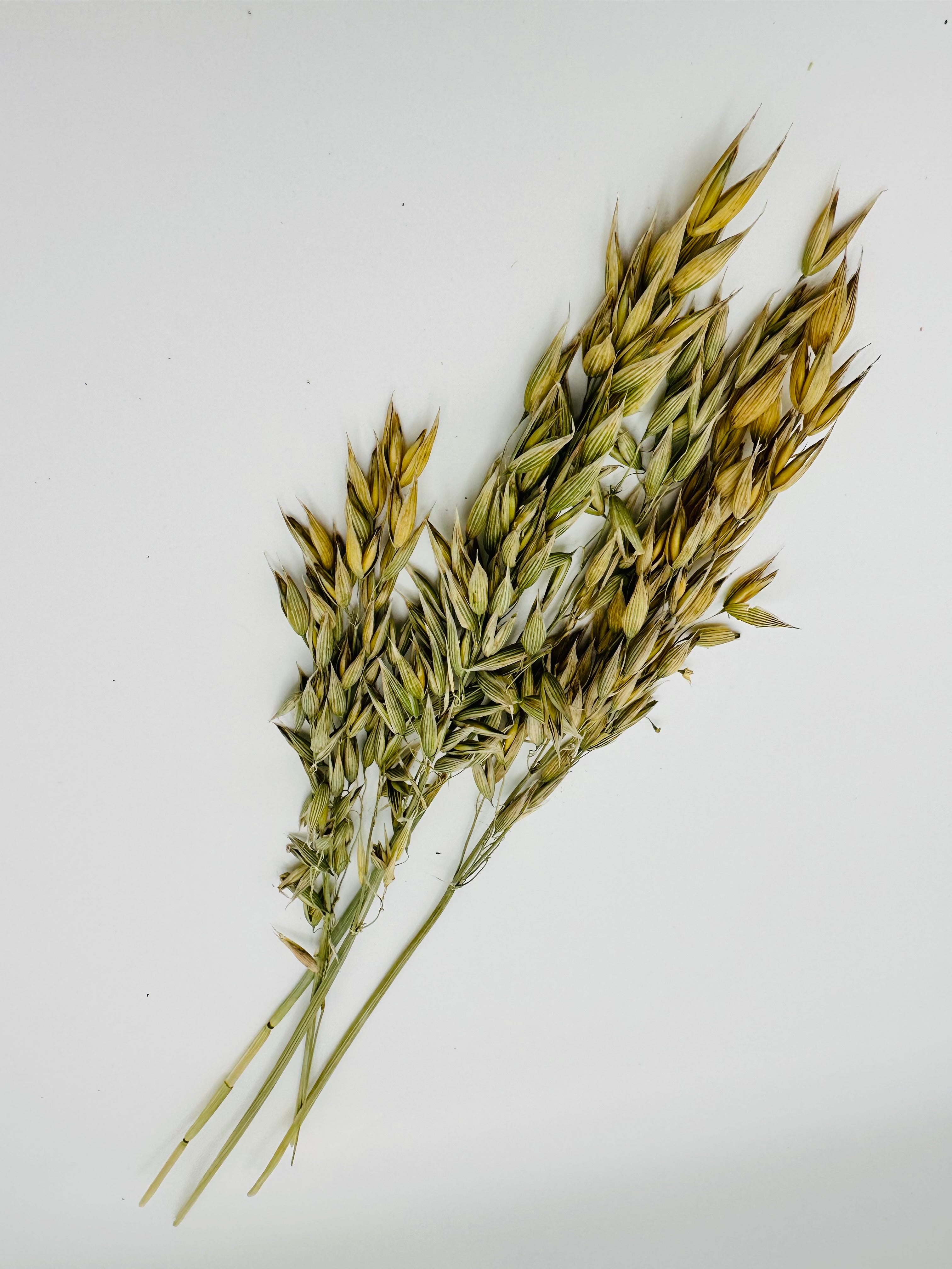 Oat Spray – Simple Fodder