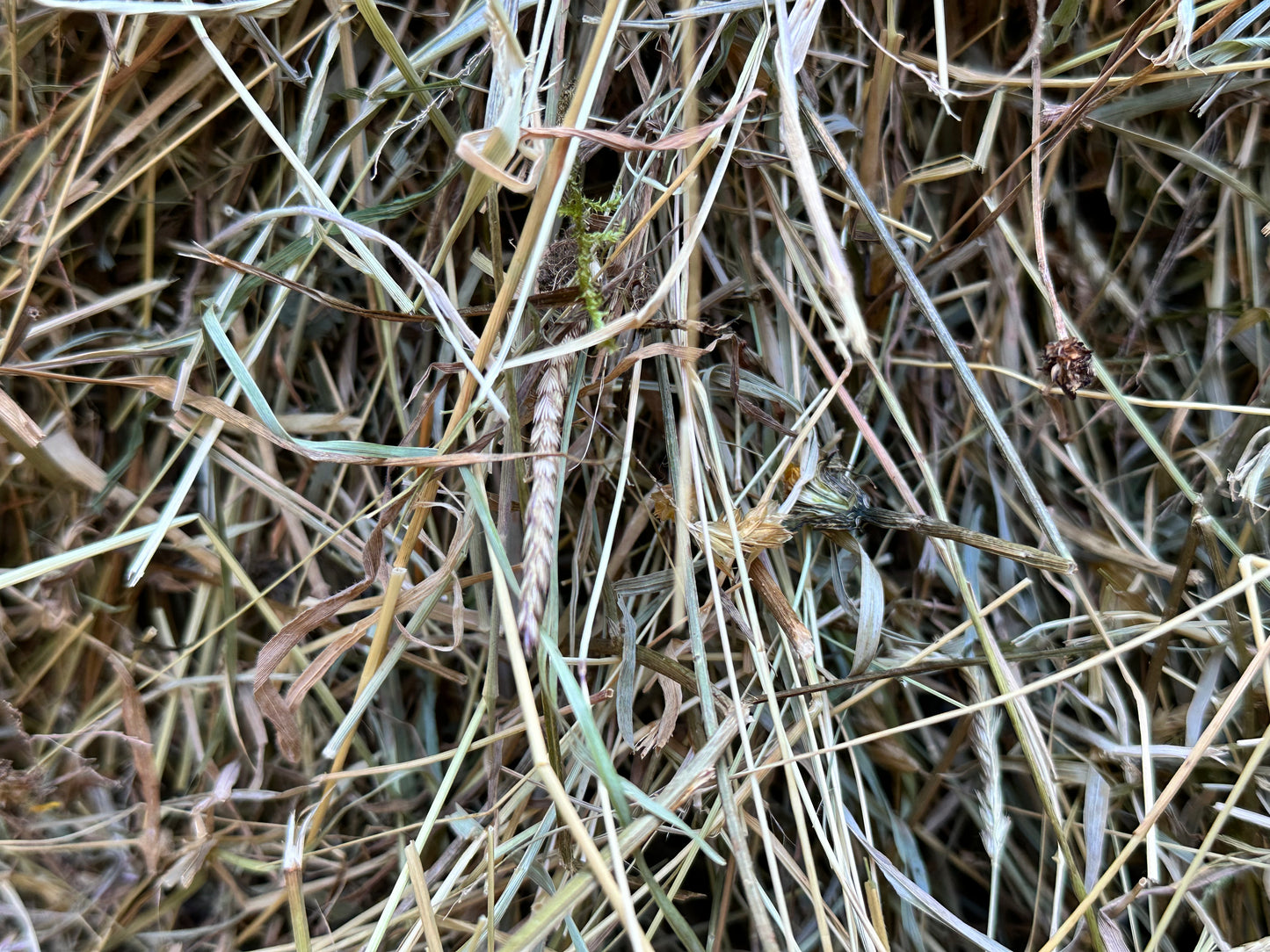 Meadow Hay Box