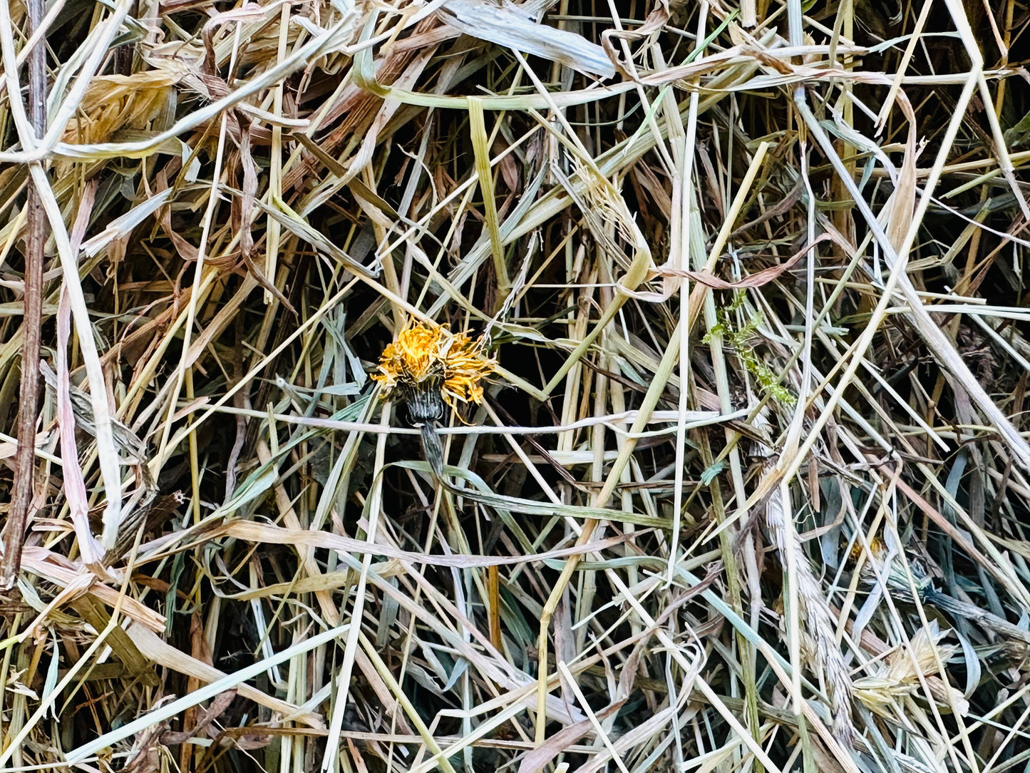Meadow Hay Box