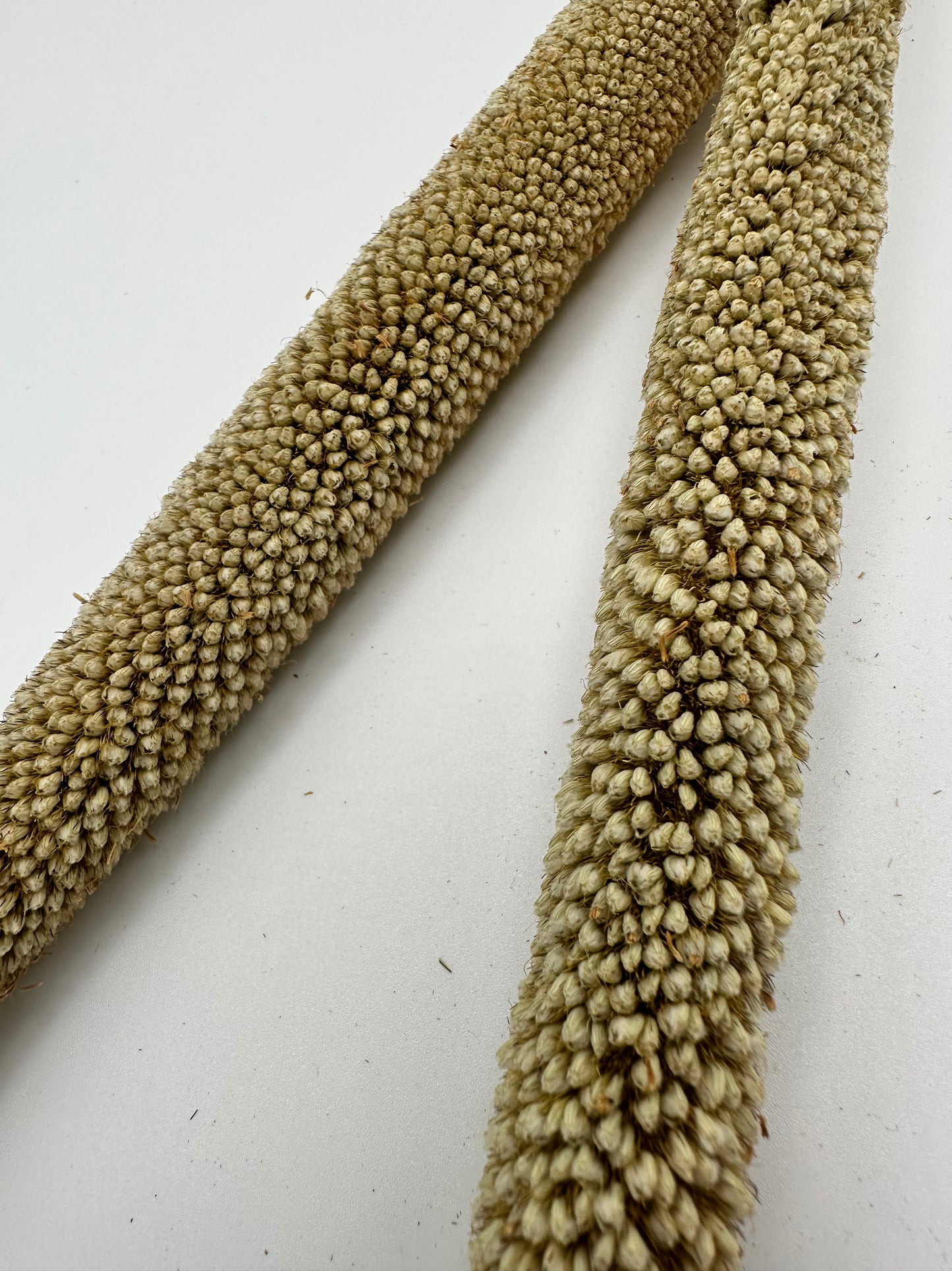 Pearl Millet