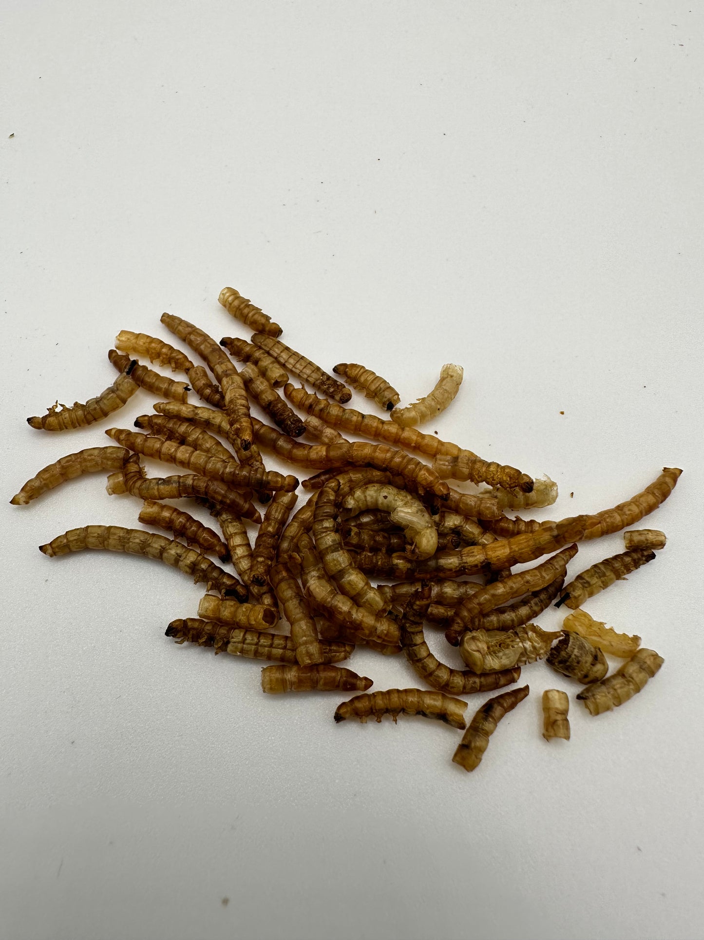 Dried Mealworms