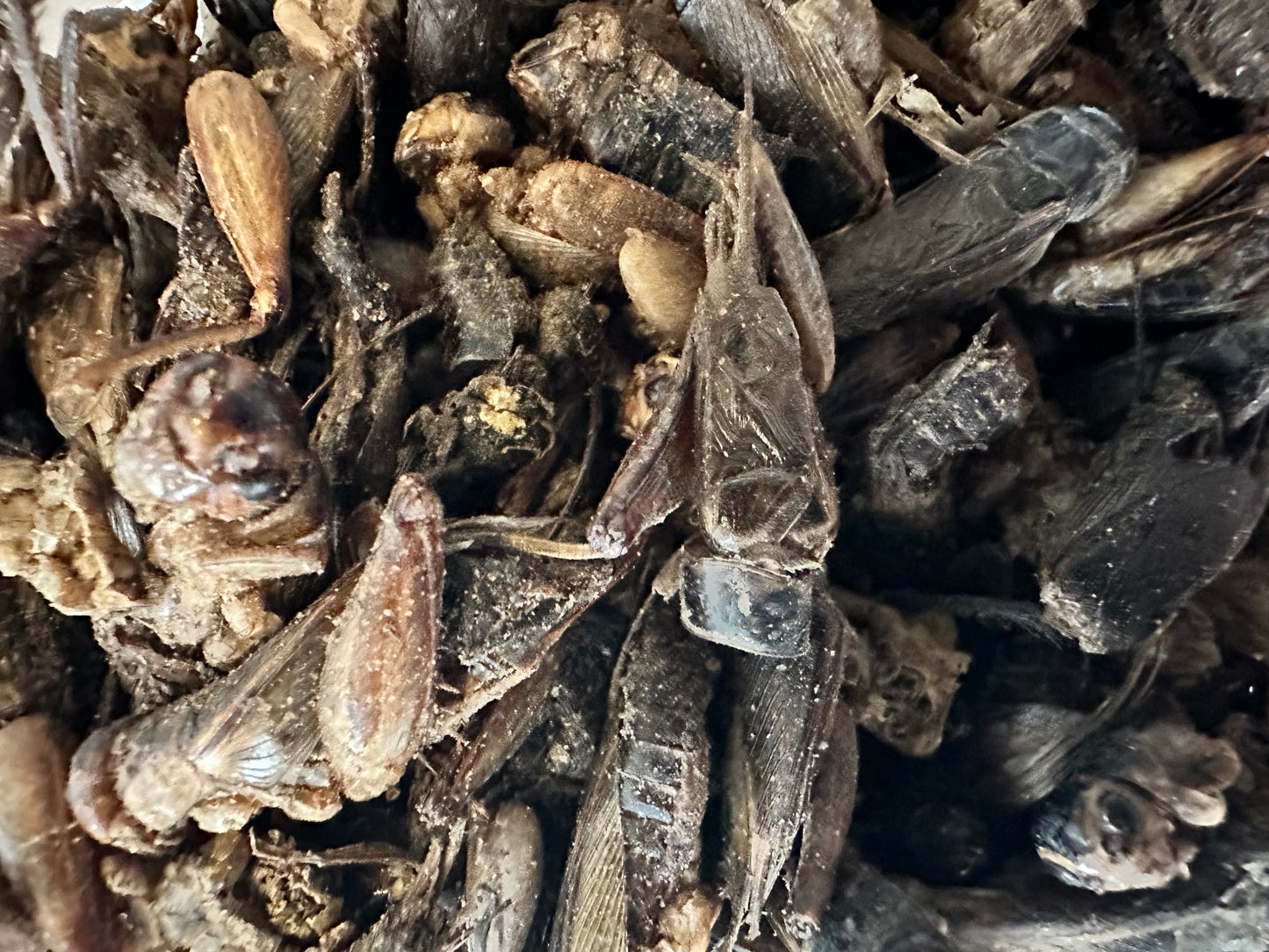 Dried Crickets