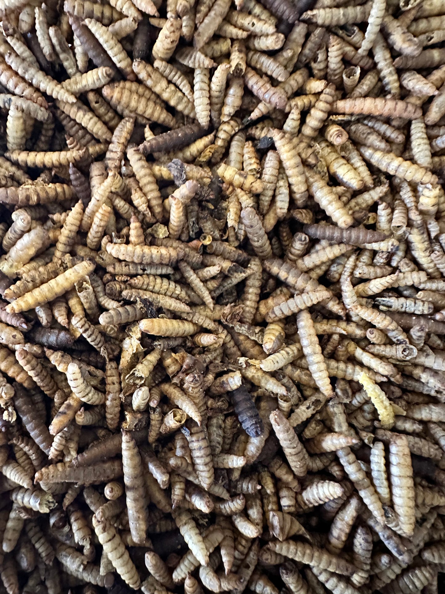 Dried Black Fly Larvae