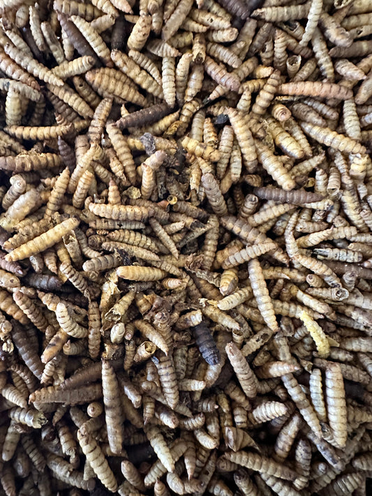 Dried Black Fly Larvae