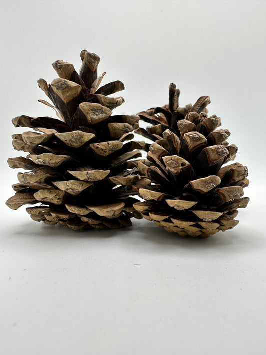 Pine Cones