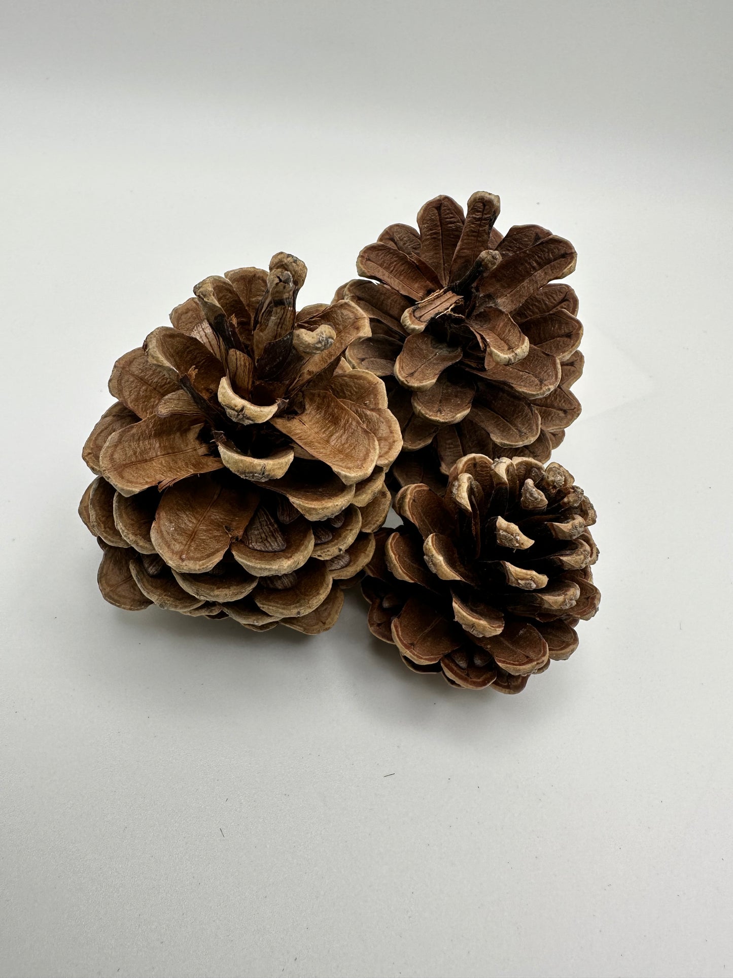 Pine Cones