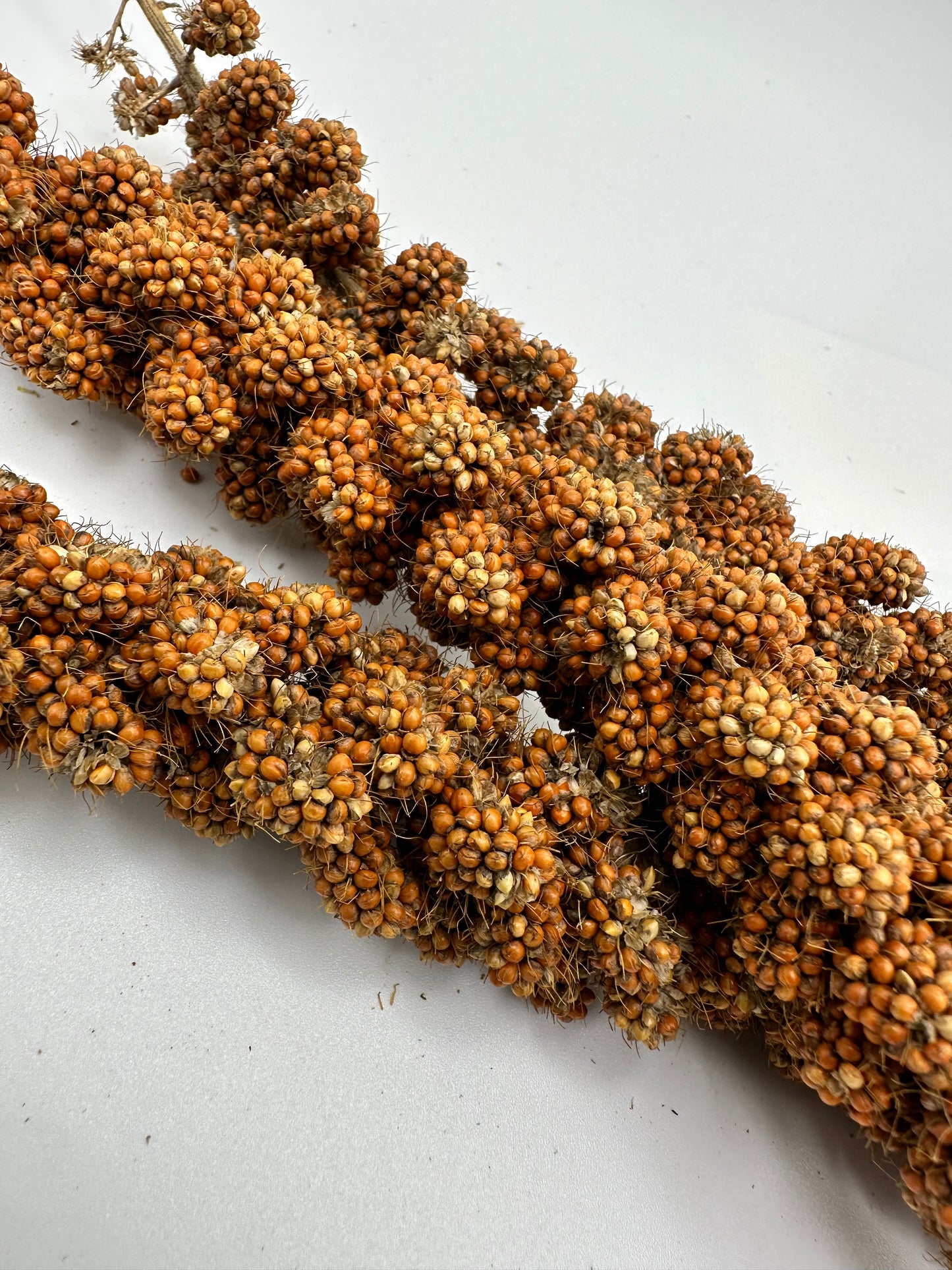 Red Millet