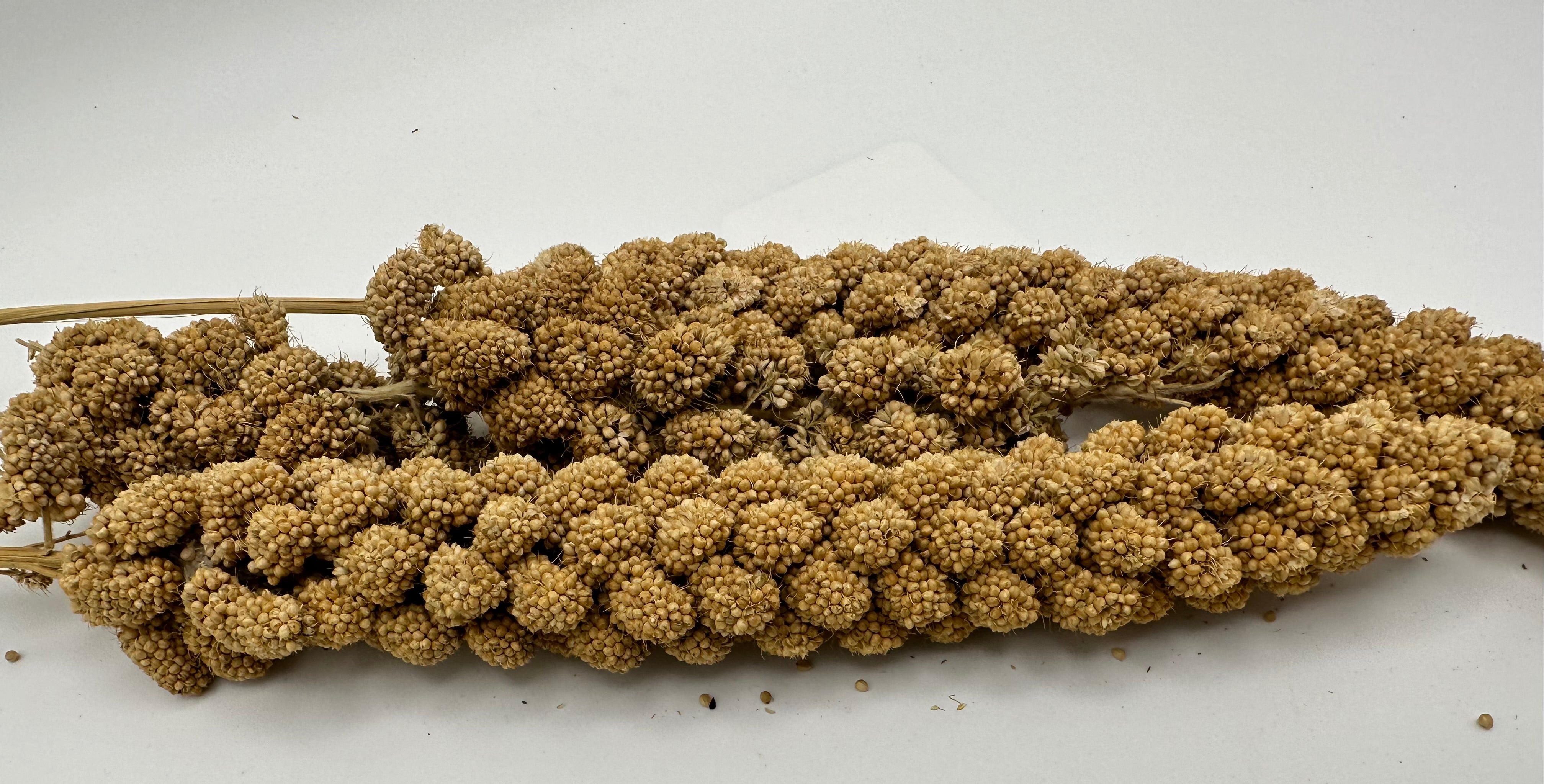 Yellow Millet – Simple Fodder